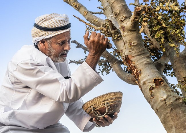 Cách trầm hương làm giàu cho di sản văn hóa và nền kinh tế Oman (24/8/2024)